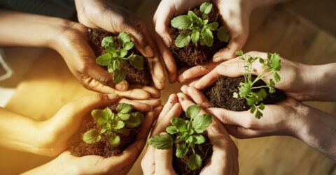 Five hands holding clumps of soil with sprouted seeds showing a focus on a green environment.